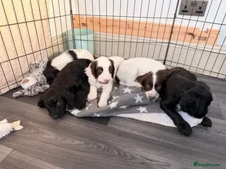 Mixed Breed dogs Cockapoo x English Springer Spaniel - Advert 6