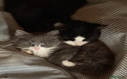 Mixed Breed cats for sale: Fluffy beautiful kitten - Advert 13