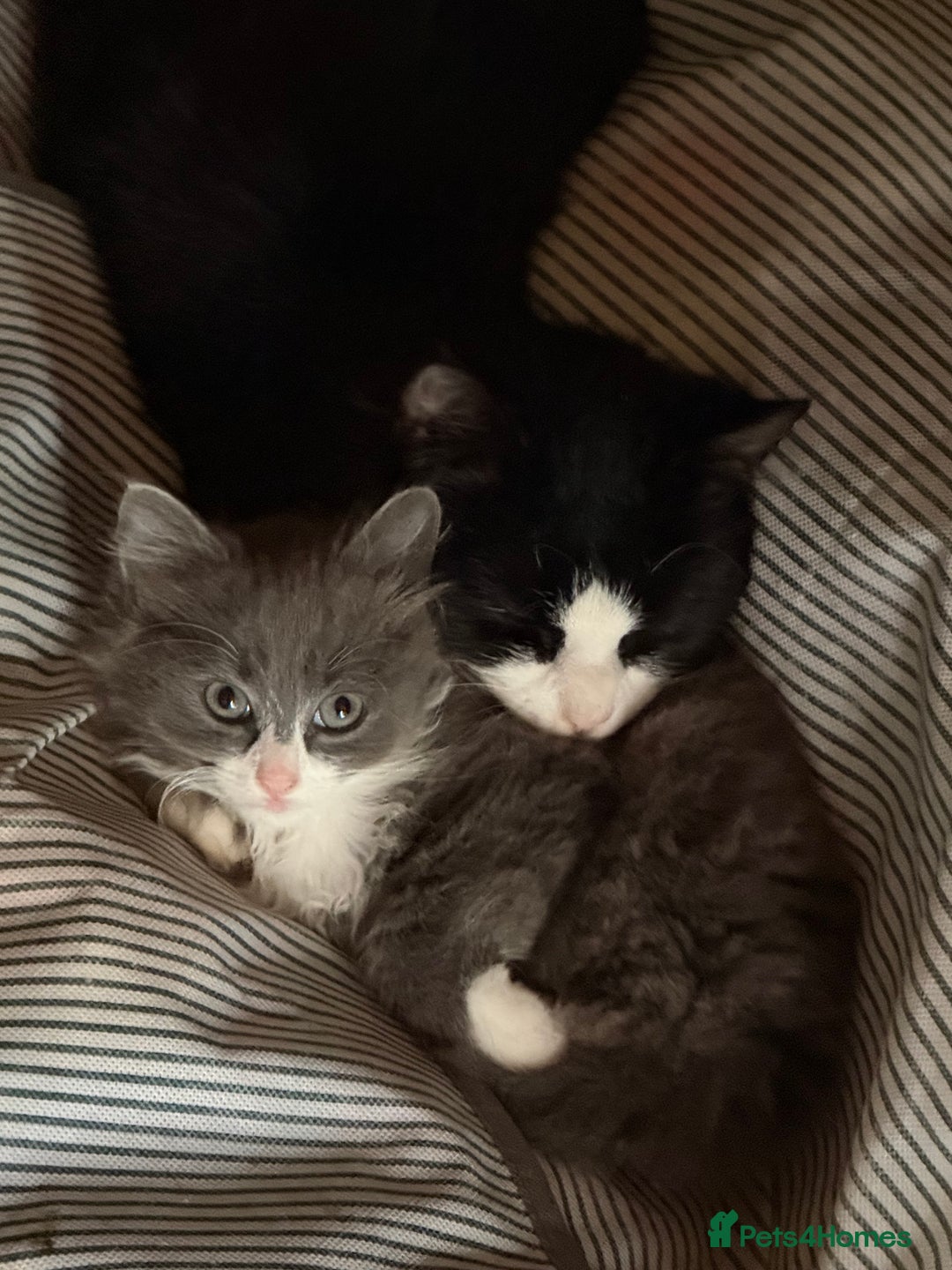 Mixed Breed cats for sale: Fluffy beautiful kitten - Advert 13