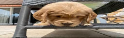 Golden Retriever dogs for sale: Golden Retriever Puppies in Thatcham - Advert 3