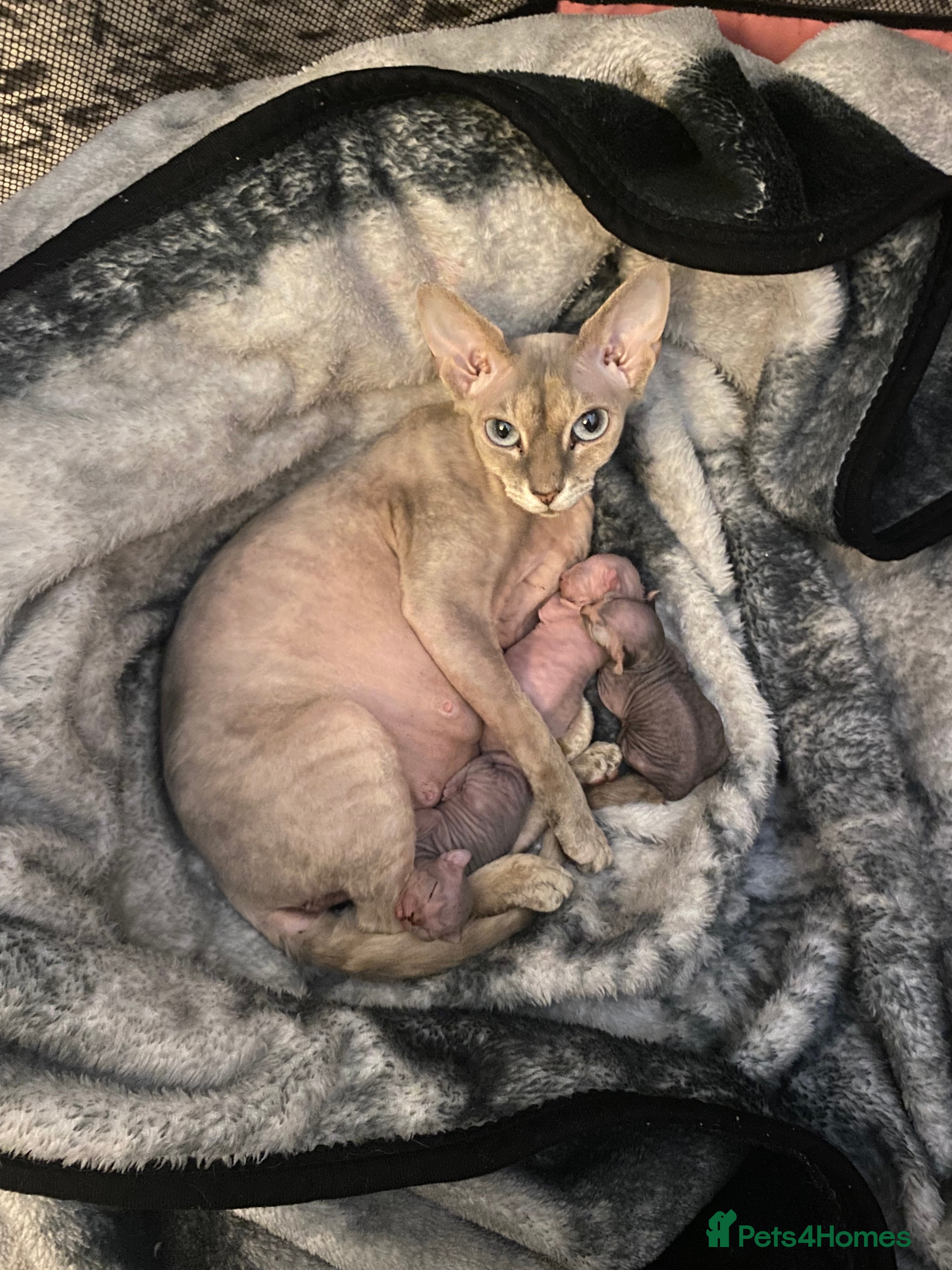 Sphynx cats Spynix  - Advert 1