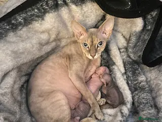 Sphynx cats Spynix - Advert 1