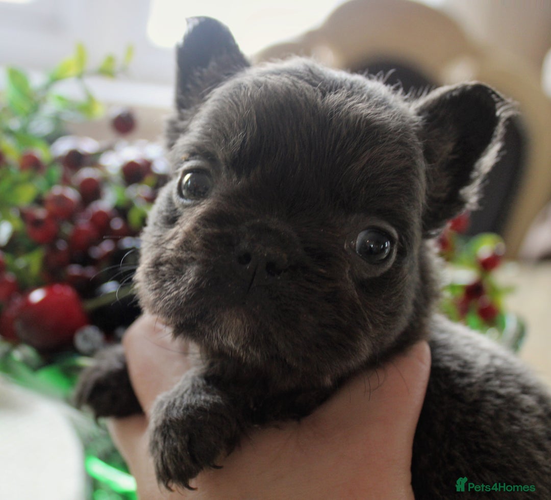 French Bulldog dogs for sale: Fluffy French bulldog puppies health clear  - Advert 2