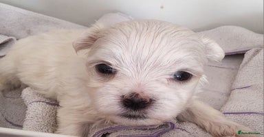 Maltese dogs - Advert 8