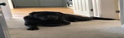 Mixed Breed dogs for sale: Bonnie needs a new home. - Advert 10