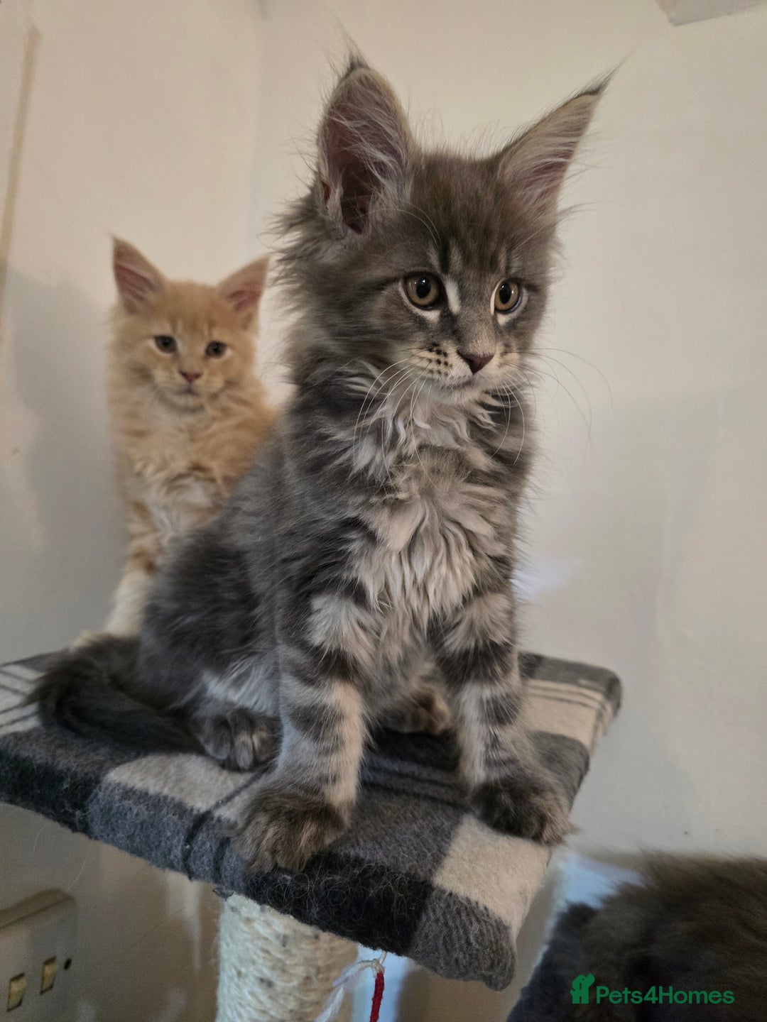 Maine Coon cats for sale: Beautiful Maine coon kittens  - Image 2