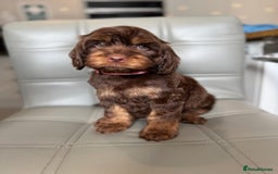 Cockapoo dogs for sale: *READY MONDAY* girls F1 CHOCOLATE DNA CLEAR  - Image 1