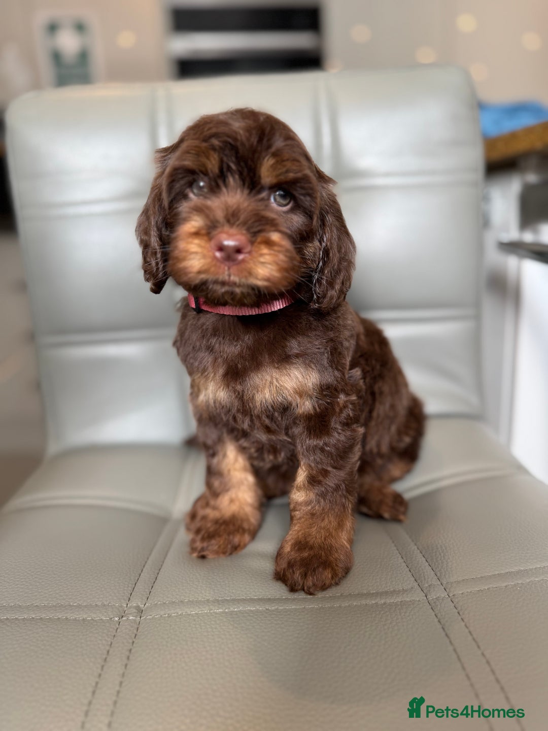 Cockapoo dogs for sale: *READY MONDAY* girls F1 CHOCOLATE DNA CLEAR  - Image 1
