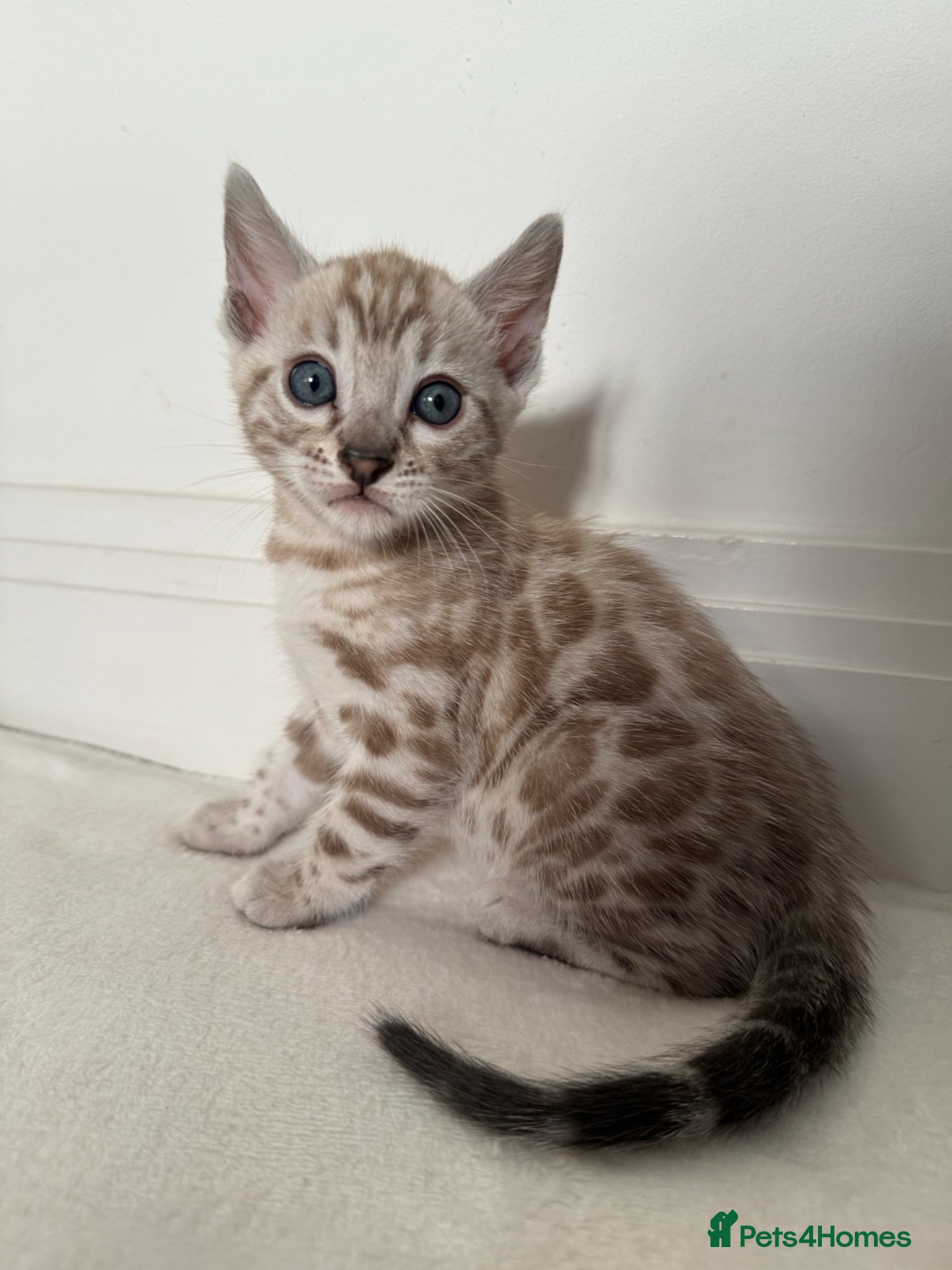 Bengal cats Bengal Kittens For Sale  - Advert 2
