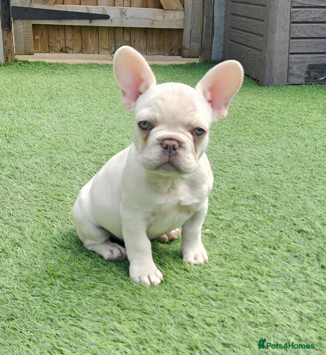 French Bulldog dogs for sale: REDUCED Fully vaccinated french bulldog puppy  - Image 2