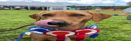 Labrador Retriever dogs for sale: Outstanding Litter of Fox Red Labrador Puppies  in Carmarthen - Advert 17