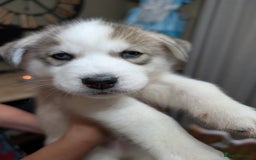 Siberian Husky dogs for sale: Stunning Siberian husky puppies - Image 6
