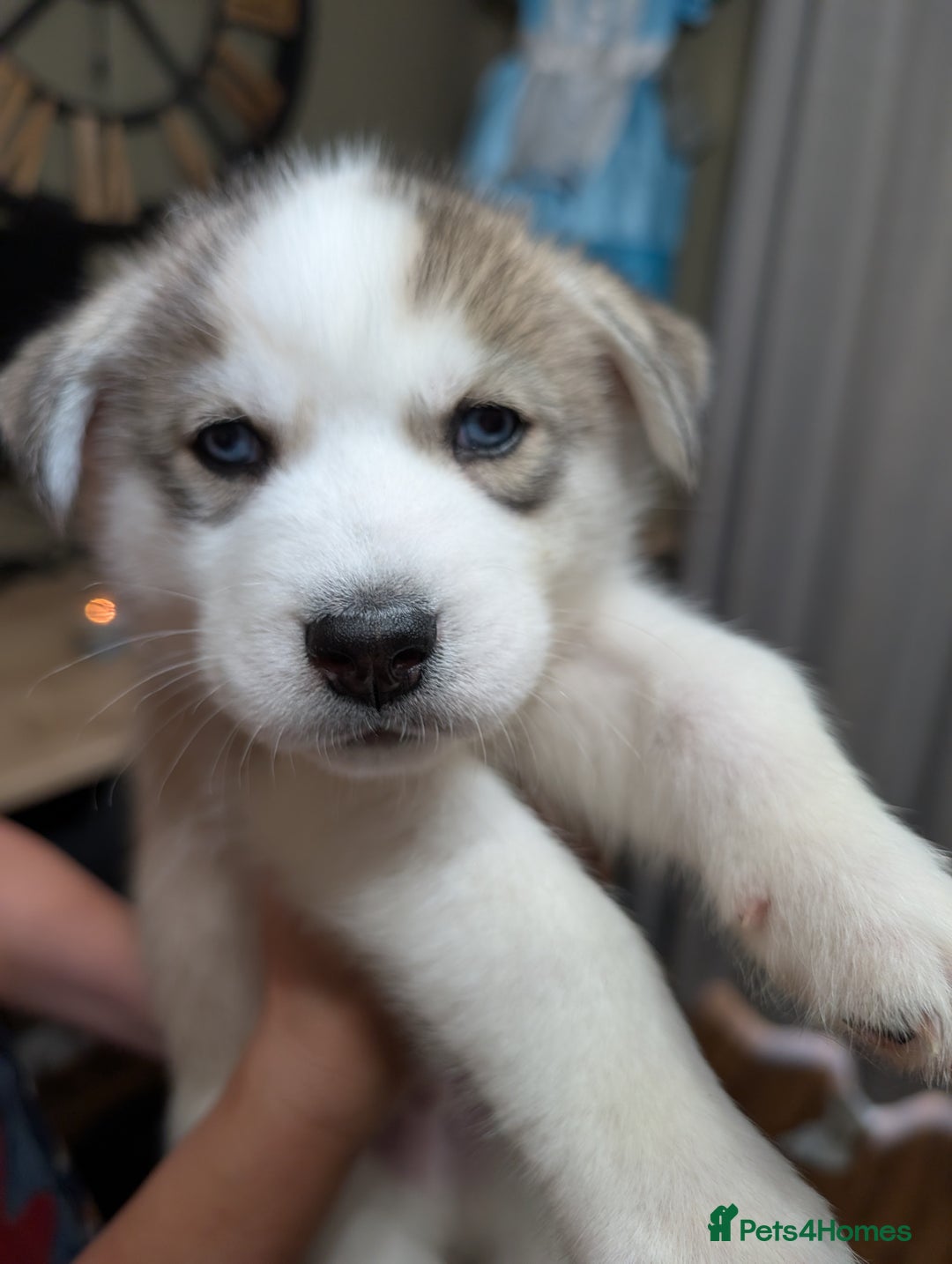 Siberian Husky dogs for sale: Stunning Siberian husky puppies - Image 6