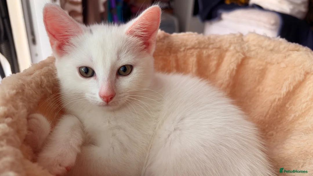 Domestic Shorthair cats for sale: Precious white cat for sale💕 - Advert 9