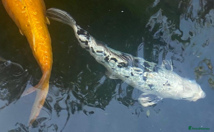 Koi Carp fish - Advert 2
