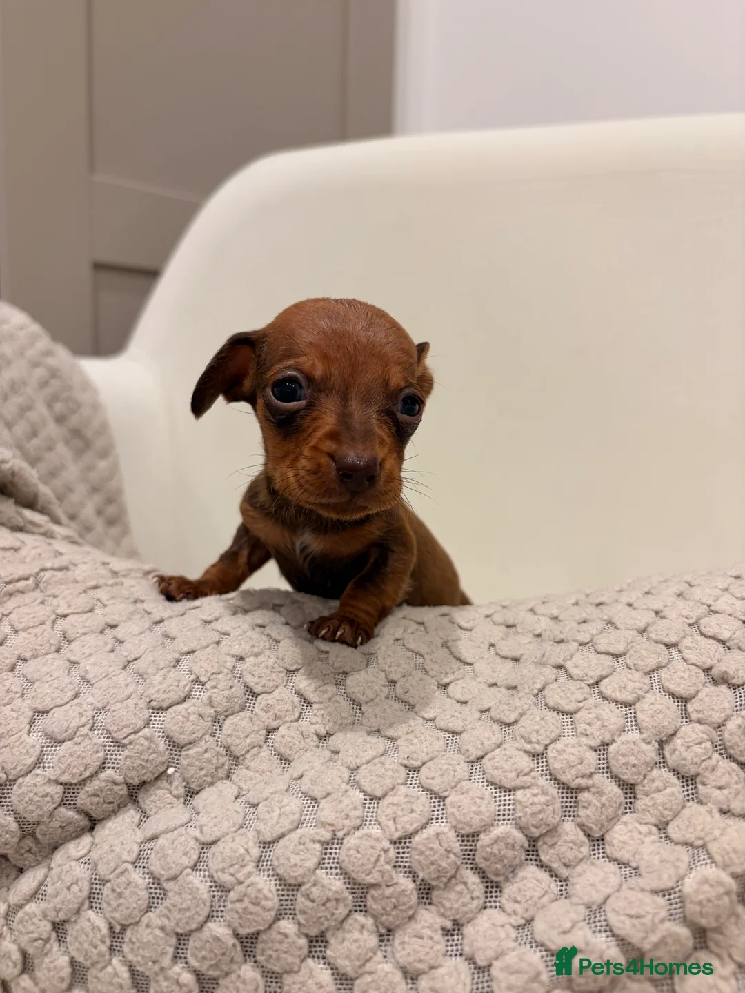 Dachshund dogs for sale: Sausage dog puppys - Advert 3