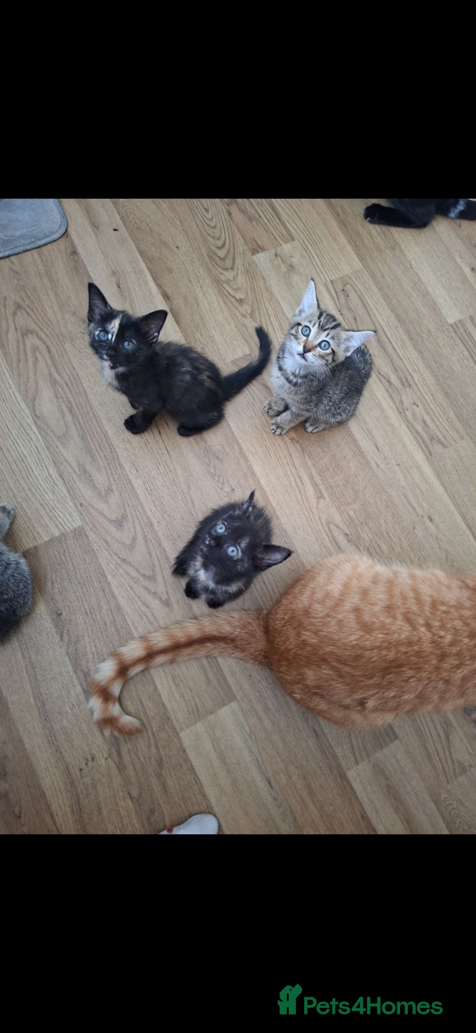Mixed Breed cats READY THIS WEEK..2 KITTENS LEFT. - Advert 2