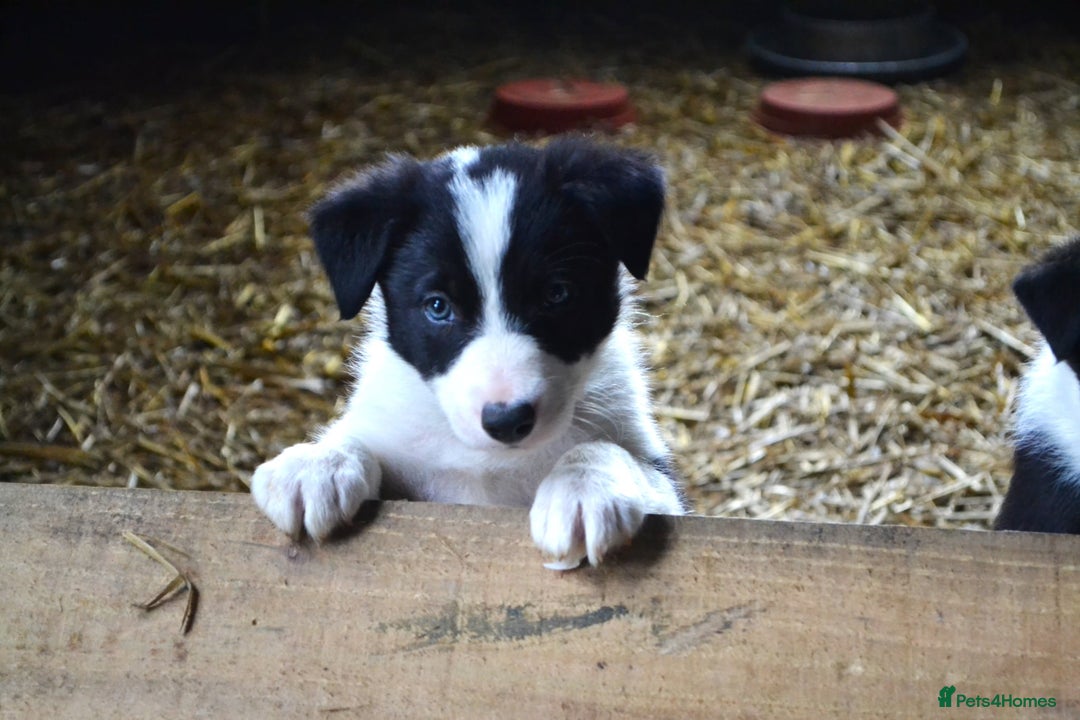 Border Collie dogs for sale: Male Sheepdog pup - working home only - Advert 1