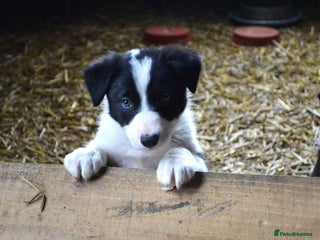 Border Collie dogs Male Sheepdog pup - working home only - Advert 1