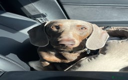 Miniature Dachshund dogs for sale: Loving Pair of Mini Dachshunds 🐶 🐶  - Image 7