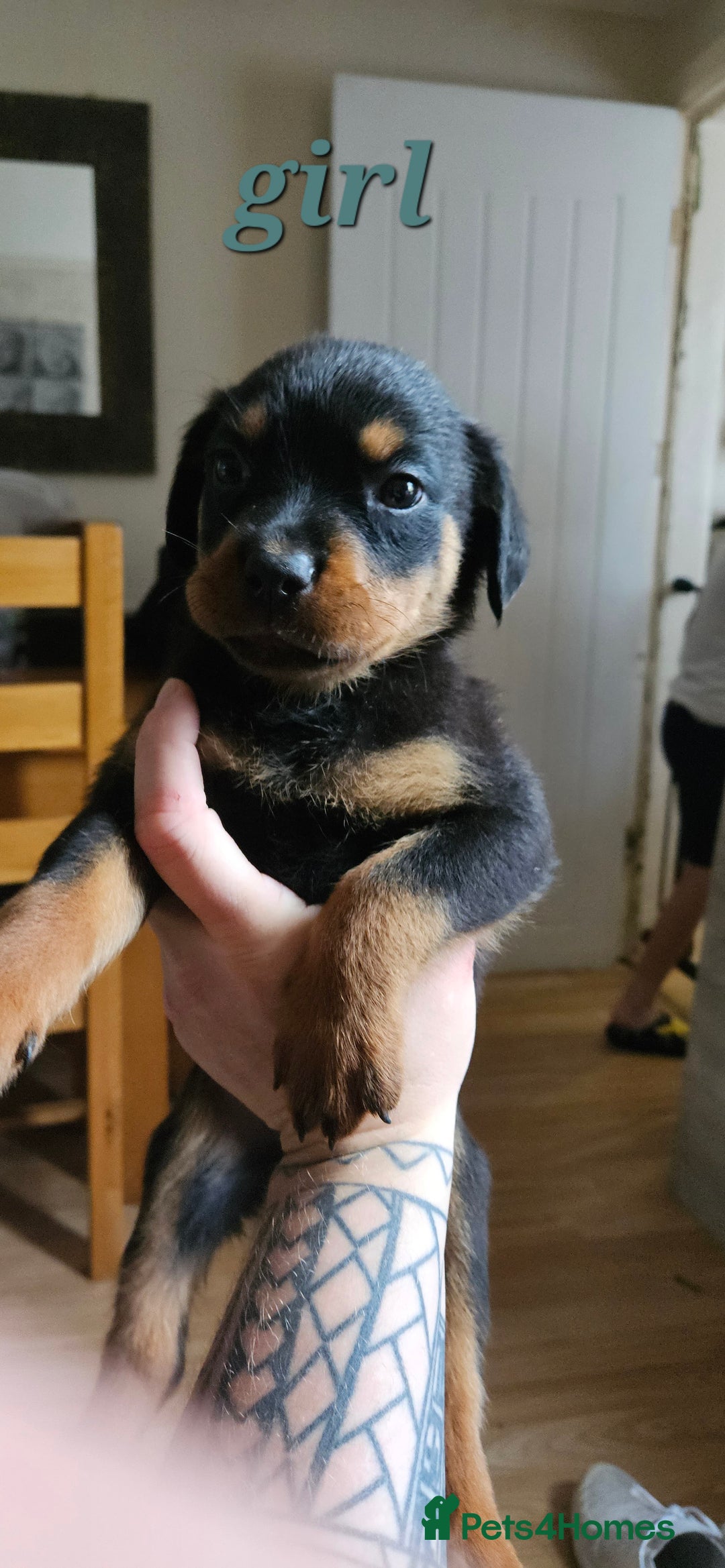 Rottweiler dogs for sale: Absolutely gorgeous rottweiler puppies - Image 14