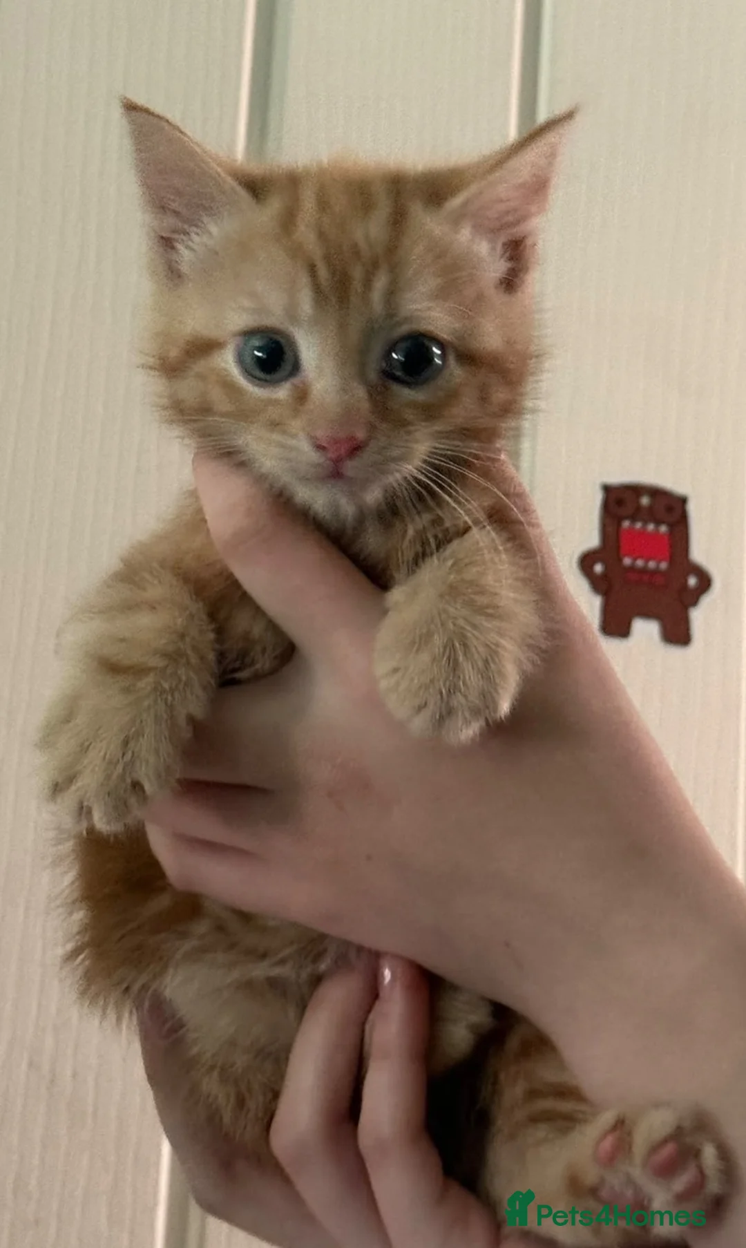 Mixed Breed cats for sale: Kittens  - Advert 13