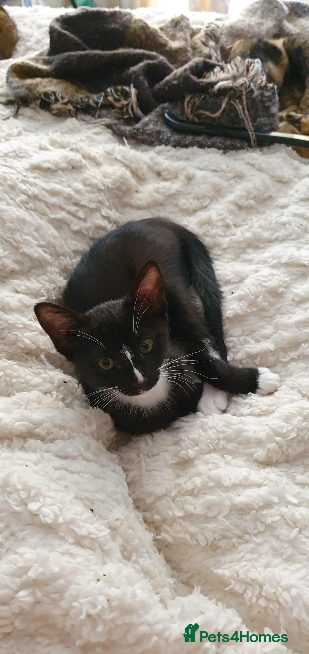 Mixed Breed cats for sale: Beautiful Siamese-cross kittens - Advert 9