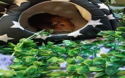 Guinea Pig rodents for sale: (RESERVED) Baby Guinea Pigs - Image 8