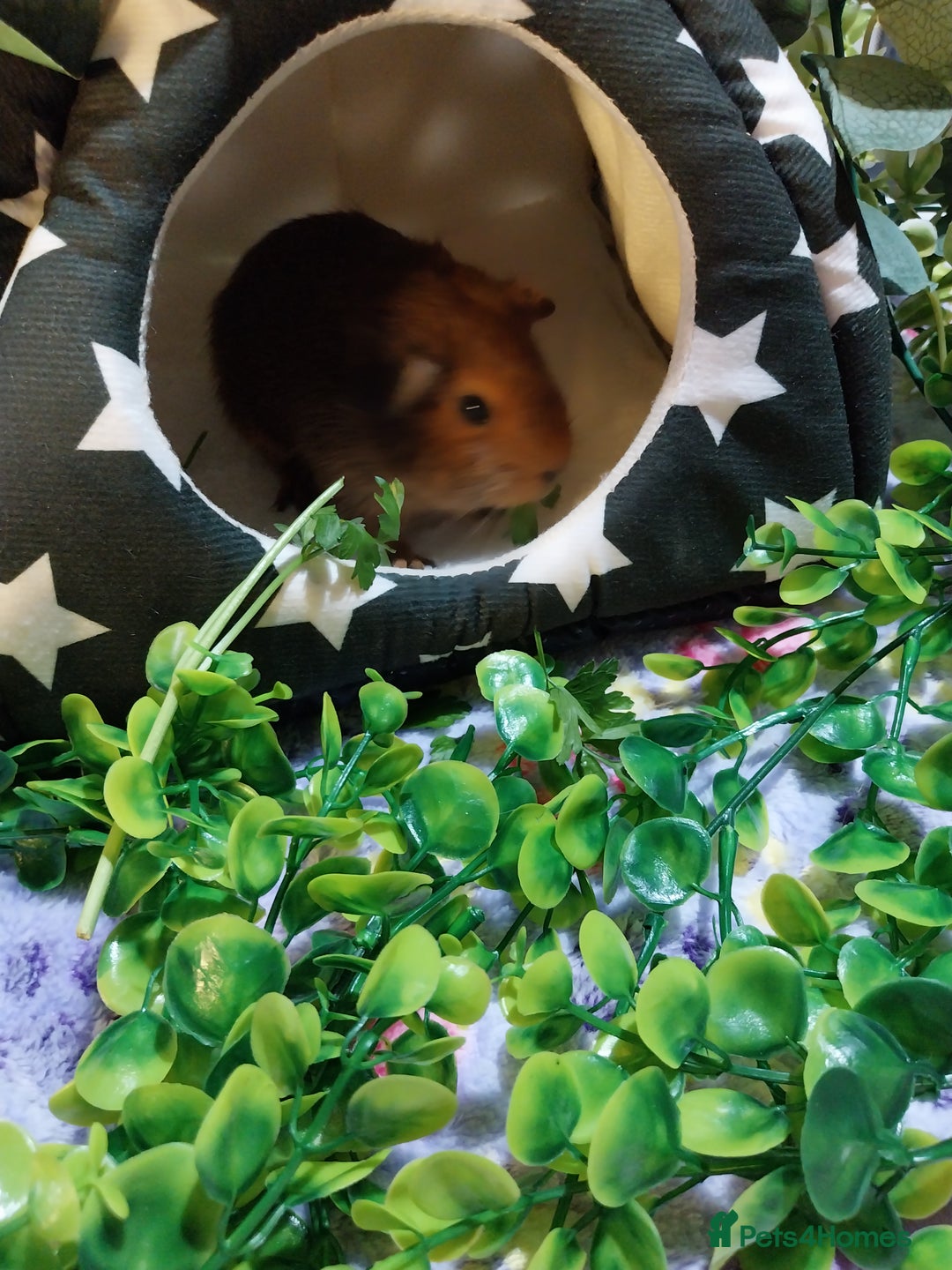 Guinea Pig rodents for sale: (RESERVED) Baby Guinea Pigs - Image 8