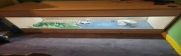 Bearded Dragon reptiles for sale: Bearded dragon for rehoming  in Thornton Heath - Advert 3
