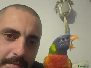 Lorikeets birds Rainbow lorikeet - Advert 6