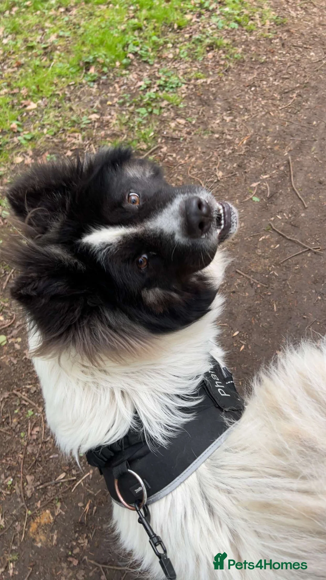 Mixed Breed dogs for sale: Pharaoh  in Milton Keynes - Advert 2