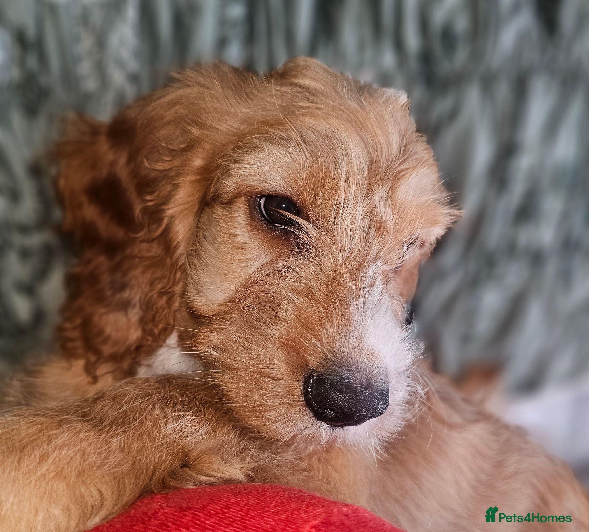 Cockapoo dogs Reduced!! Only one Red F2 Cockapoo puppy left!!. - Advert 2