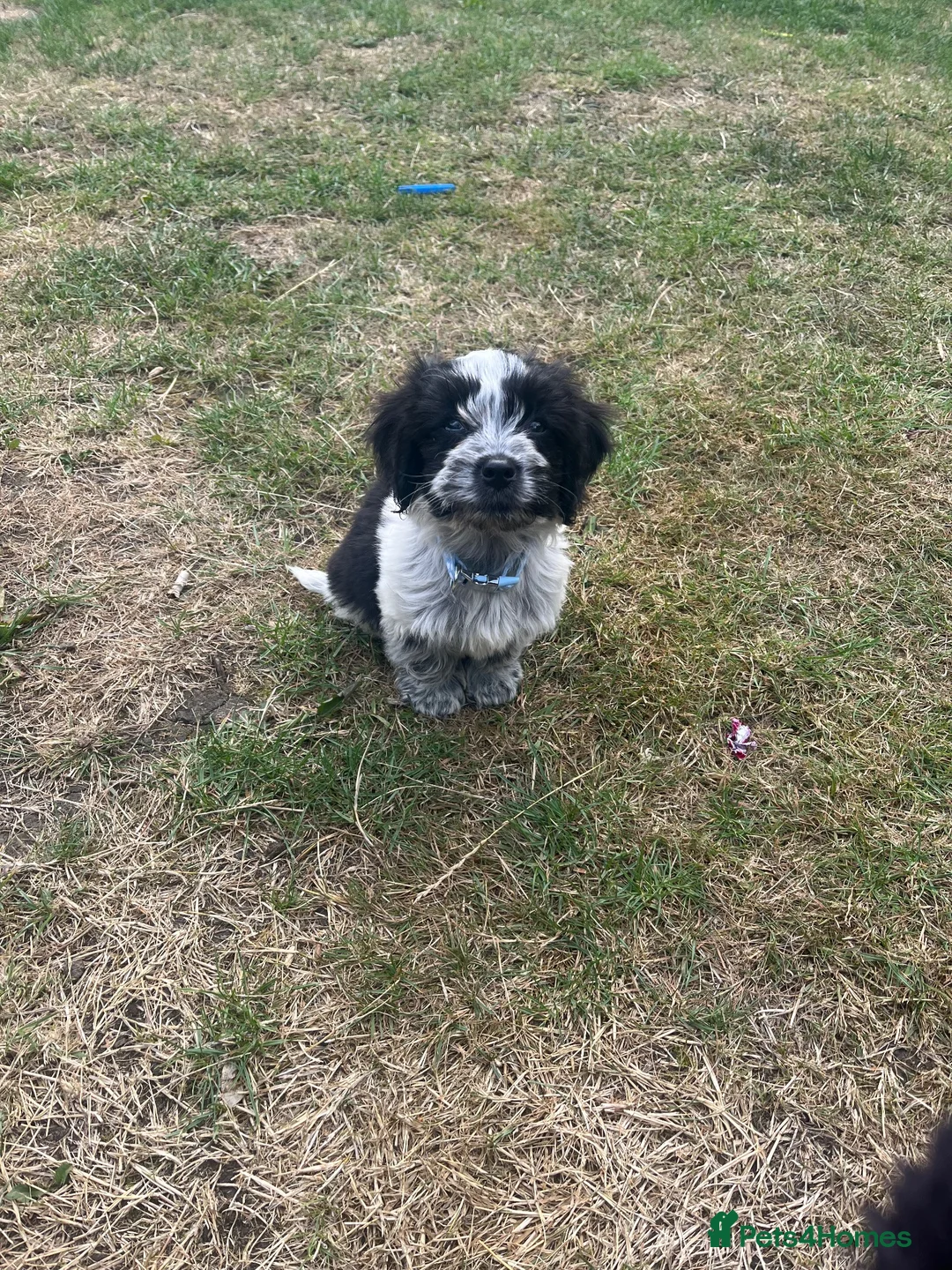 Cockapoo dogs for sale: One boy cockapoo for sale  in Huddersfield - Advert 2