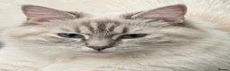 Ragdoll cats for sale: Stunning Lilac Lynx & Blue Point Ragdoll Girls - Advert 4