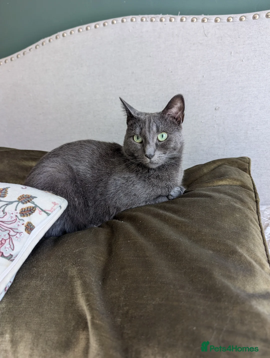 Mixed Breed cats for sale: Affectionate indoor cat looking for loving home - Advert 10