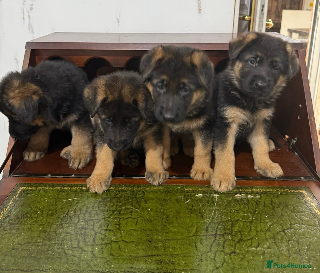 German Shepherd dogs for sale: TOP QUALITY SHOW LINES  - Image 24
