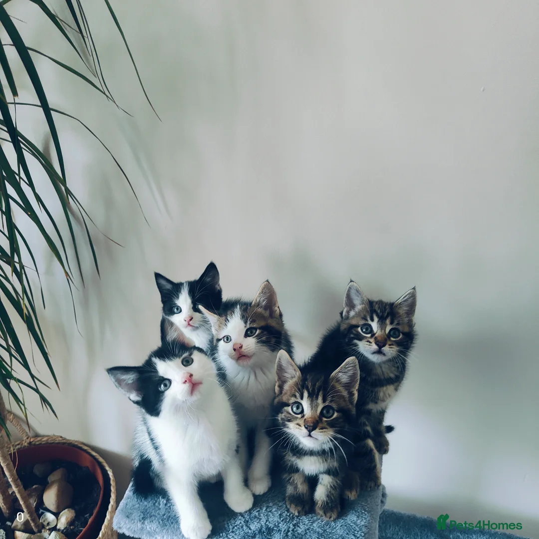Maine Coon cats for sale: Stunning Maine Coon cross Boys-5 Beautiful fluffy - Advert 1