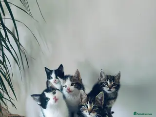 Maine Coon cats Stunning Maine Coon cross Boys-5 Beautiful fluffy in Rugby - Advert 14