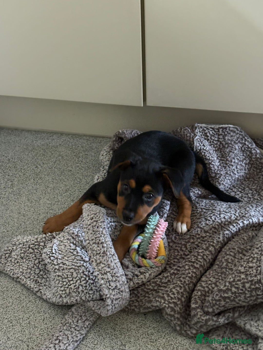 Mixed Breed dogs for sale: Saluki x Rottweiler puppy - Advert 5