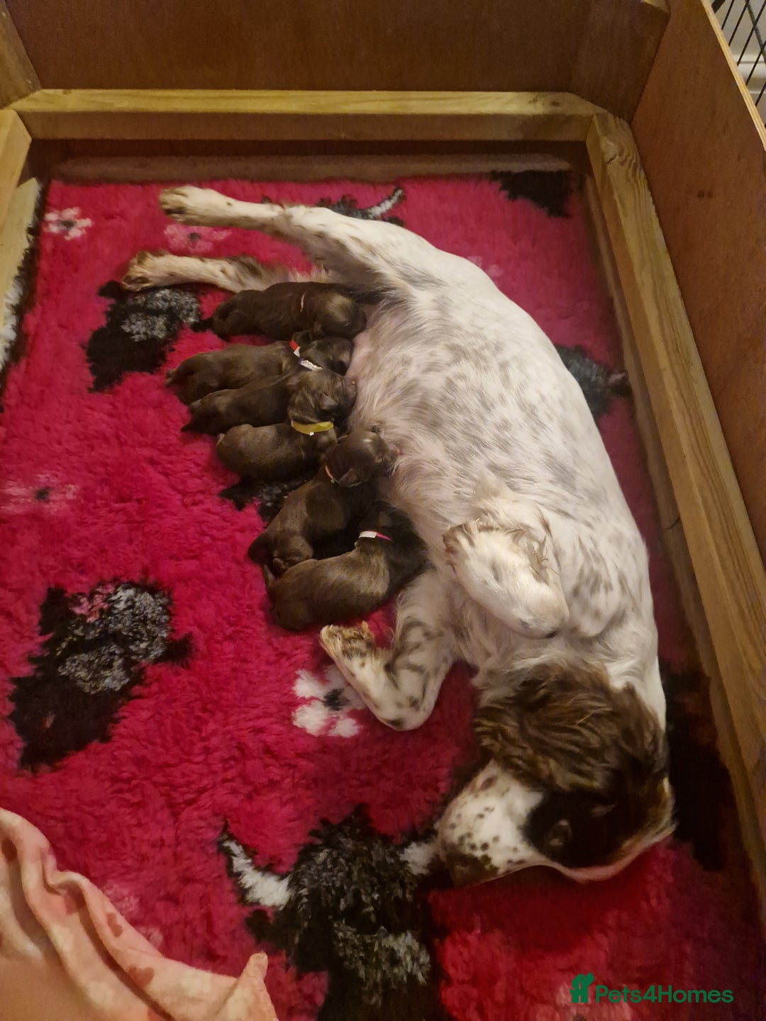 Sprocker dogs for sale: 6 beautiful Sprockers for sale - Image 14