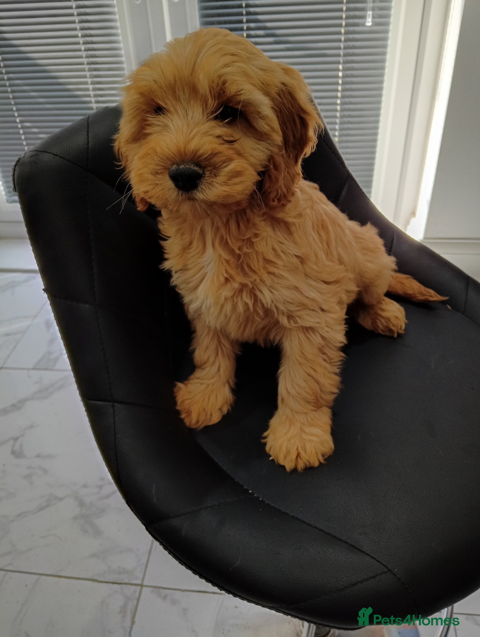 Cockapoo dogs Show type Toy cockerpoos 😍 - Advert 2