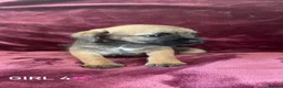 Border Terrier dogs for sale: Border terrier puppies - Advert 3