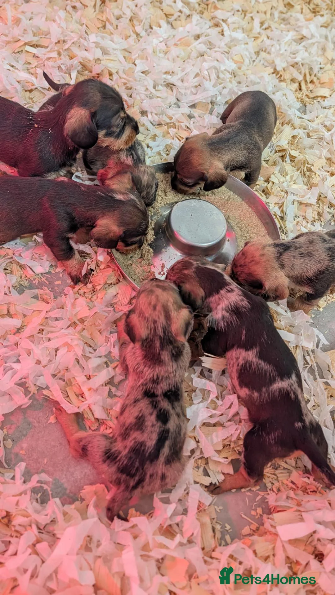 Dachshund dogs for sale: Wire-Haired Dachshund (Teckel) Puppies - Advert 1