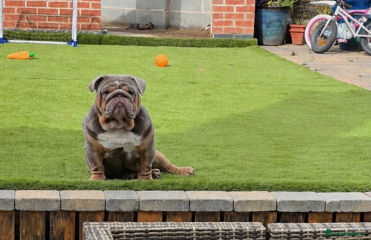 English Bulldog dogs TYSON OPEN FOR STUD - Advert 3