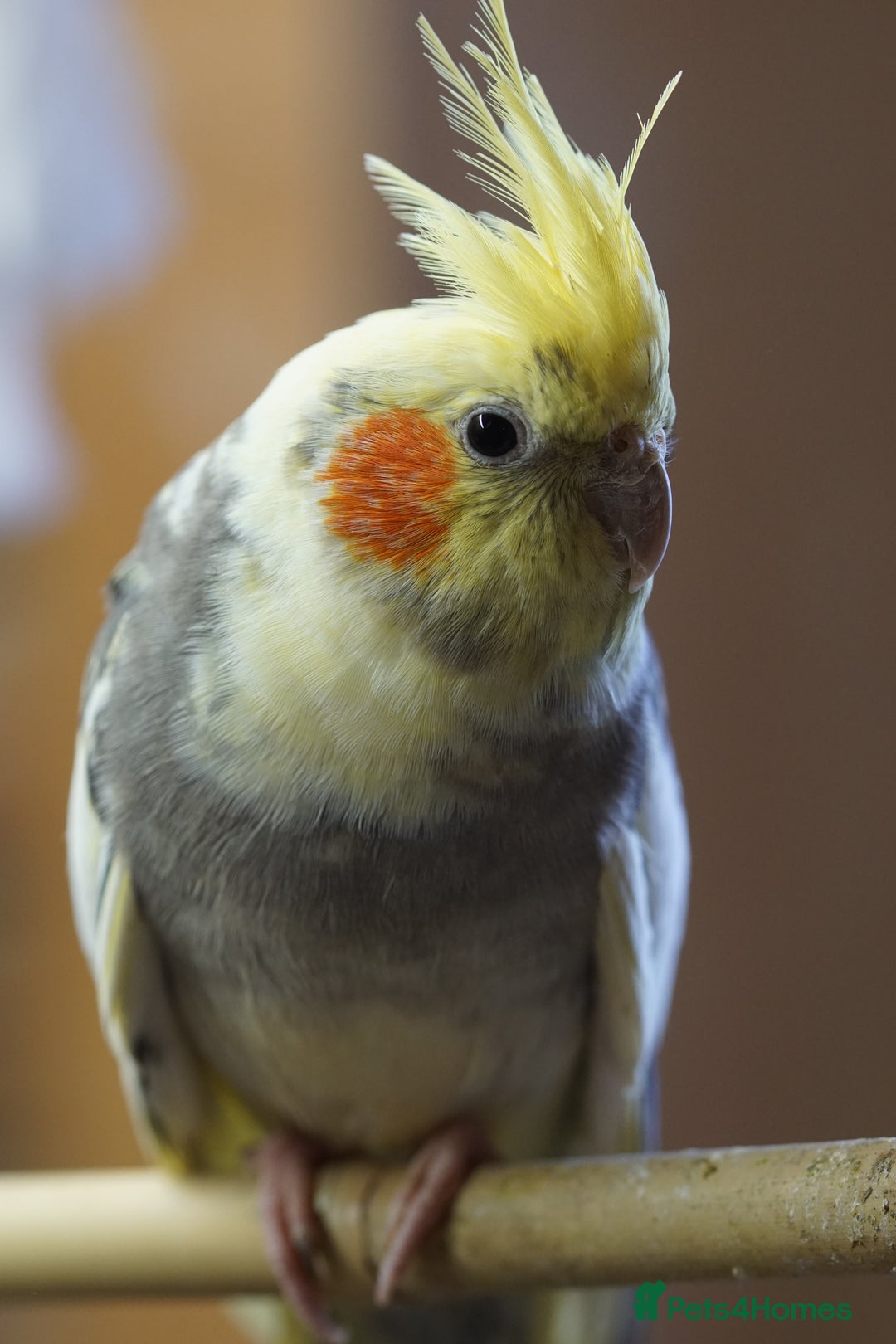Cockatiels birds for sale: Young Cockatiels - Image 30