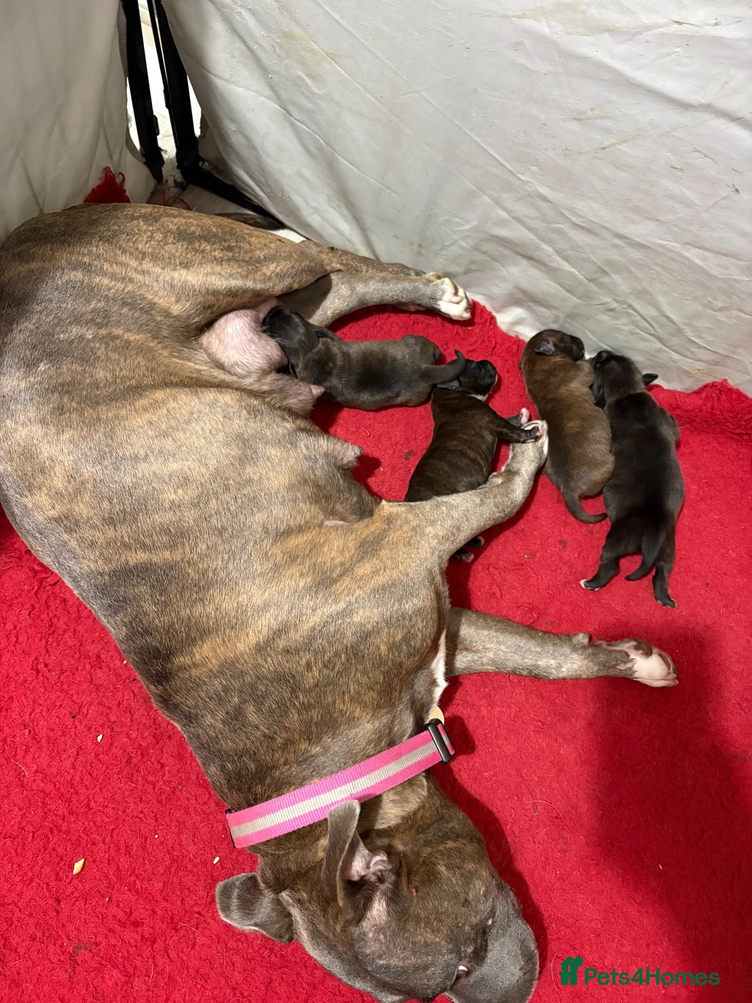 Staffordshire Bull Terrier dogs for sale: 4 CHUNKY stunning staffy pups!  - Advert 1