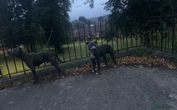 Staffordshire Bull Terrier dogs for sale: Blue  - Image 8