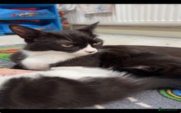 British Shorthair cats for sale: British shorthaired cross Persian  - Image 8