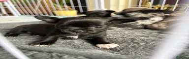 Chihuahua Puppy 4